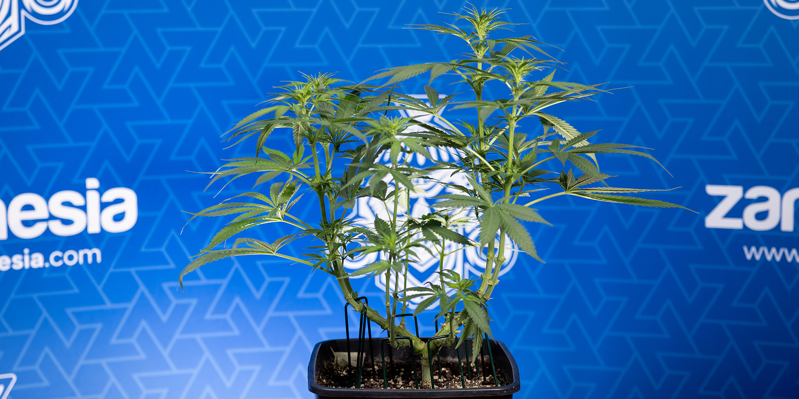 Pflege nach dem Entlauben