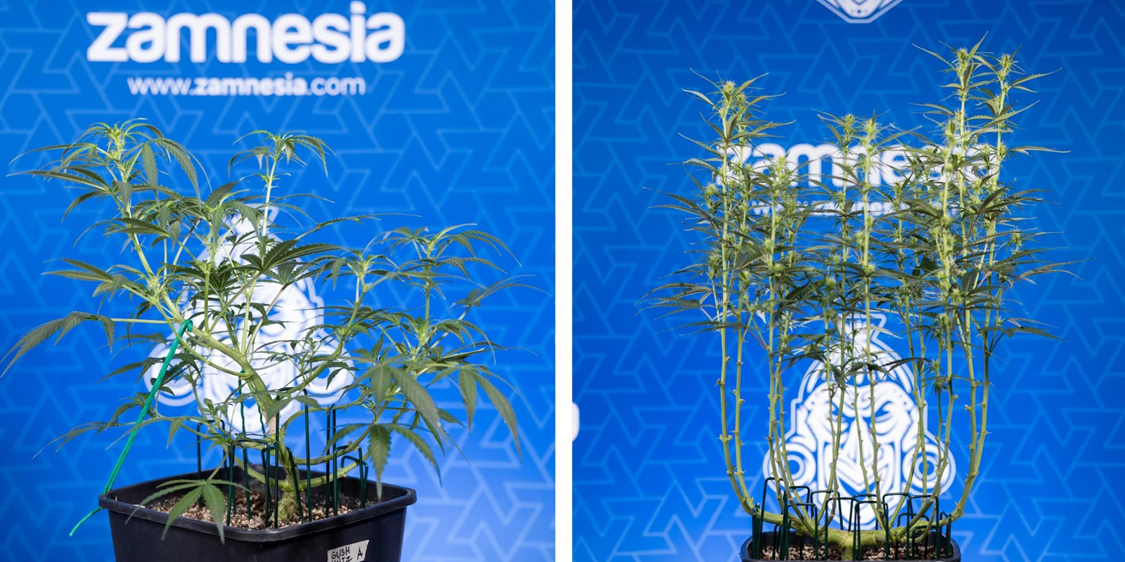 Wann Cannabis entlauben?