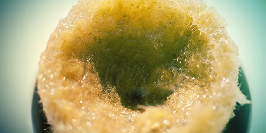 Cannabisanbau In Steinwolle: Vorbereitung Cannabisanbau In Steinwolle: Vorbereitung