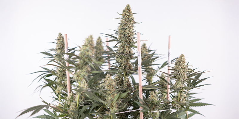Häufige Fragen zum Anbau von Autoflowers Häufige Fragen zum Anbau von Autoflowers