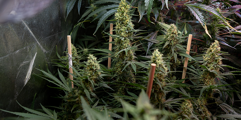 Wie Man Autoflowers Anbaut: Der Komplette Leitfaden