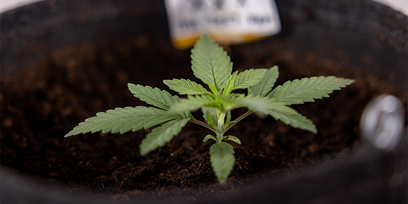 Wie Man Autoflowers Anbaut: Der Komplette Leitfaden