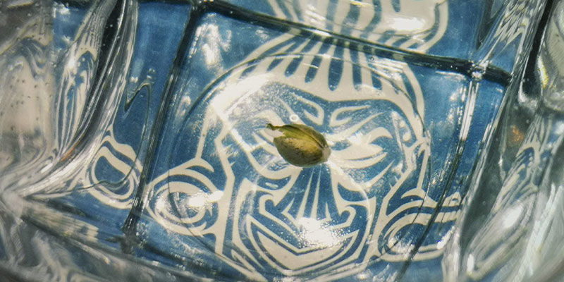 Keimen und Sämlingsphase