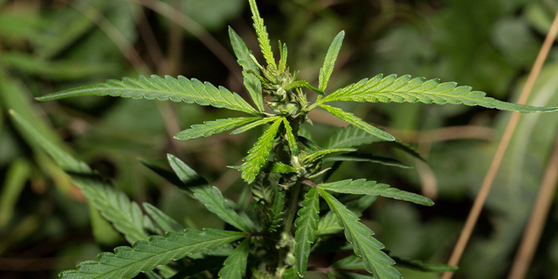 Wachstumseigenschaften von Ruderalis