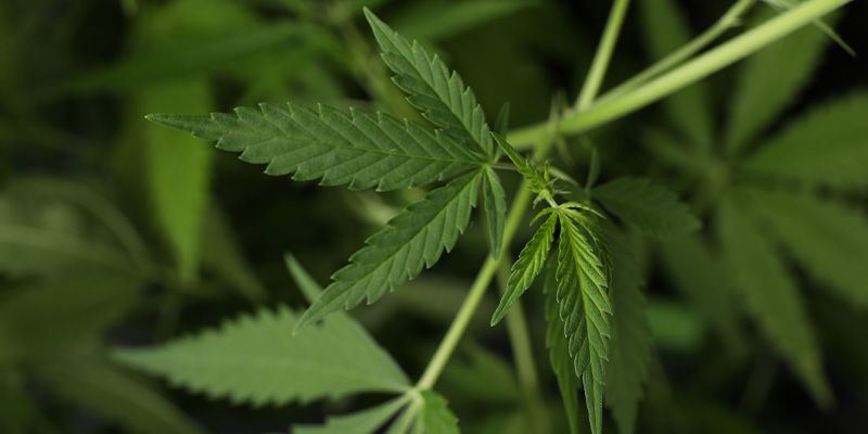 Ist Ruderalis heute noch relevant?