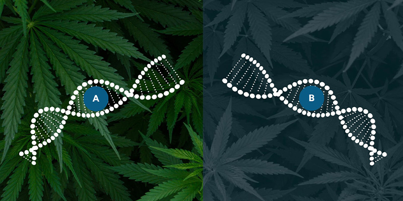 Ruderalis in der Autoflower-Zucht