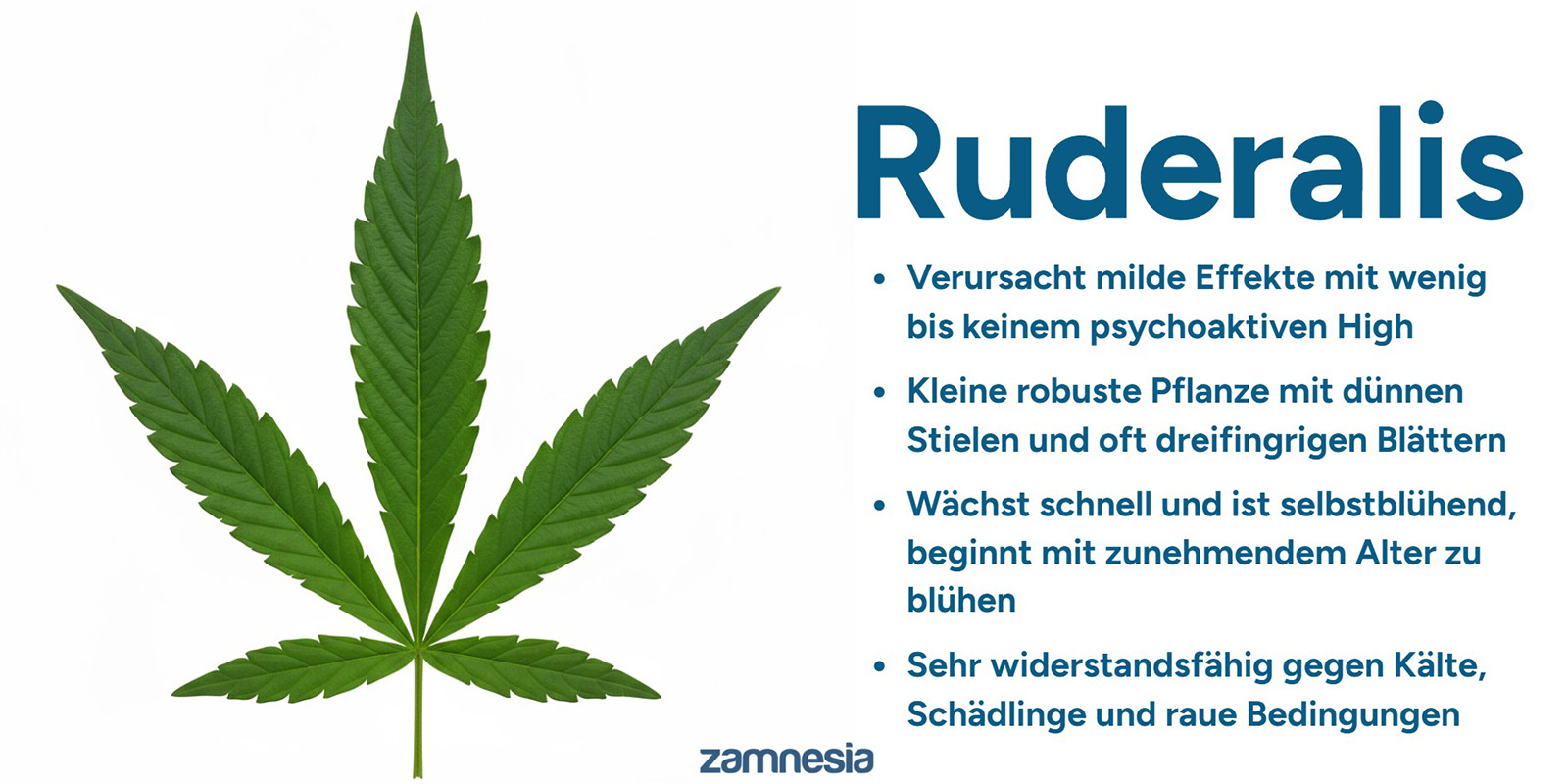 Die Herkunft von Cannabis Ruderalis
