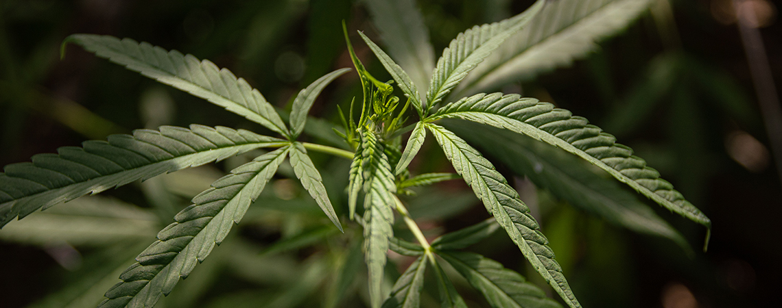 Was ist Cannabis Ruderalis?