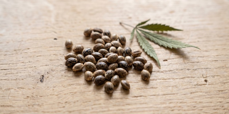 Was Sind Feminisierte Cannabissamen?