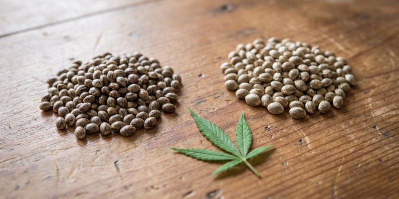 Sind feminisierte Cannabissamen dasselbe wie photoperiodische Samen?