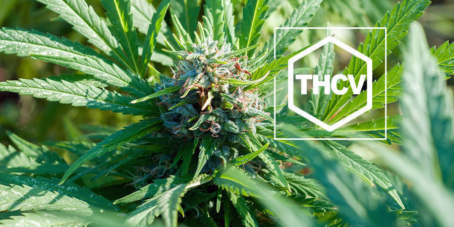 Alles, Was Du Über THCV Wissen Musst Alles, Was Du Über THCV Wissen Musst