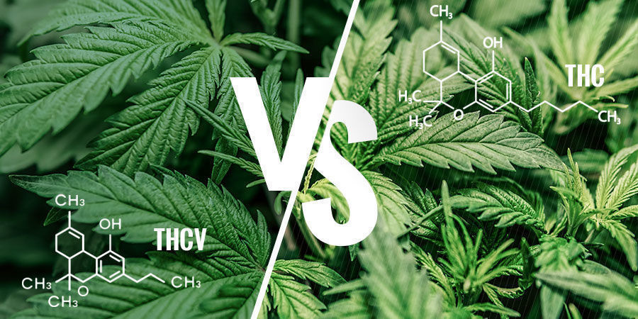 THCV Vs. THC THCV vs. THC