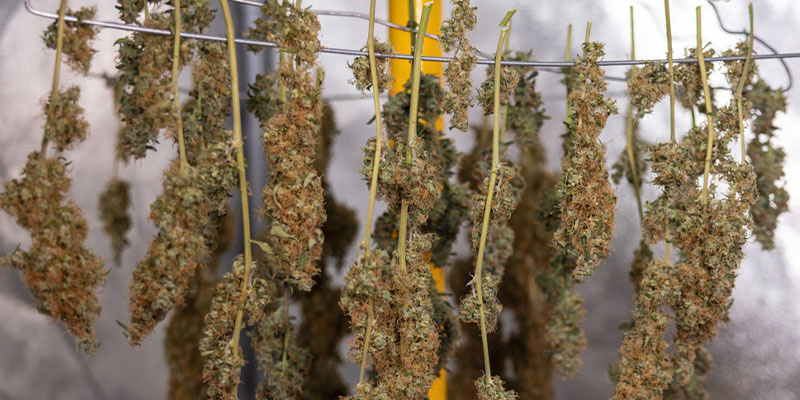 Schritt 1: Buds ernten