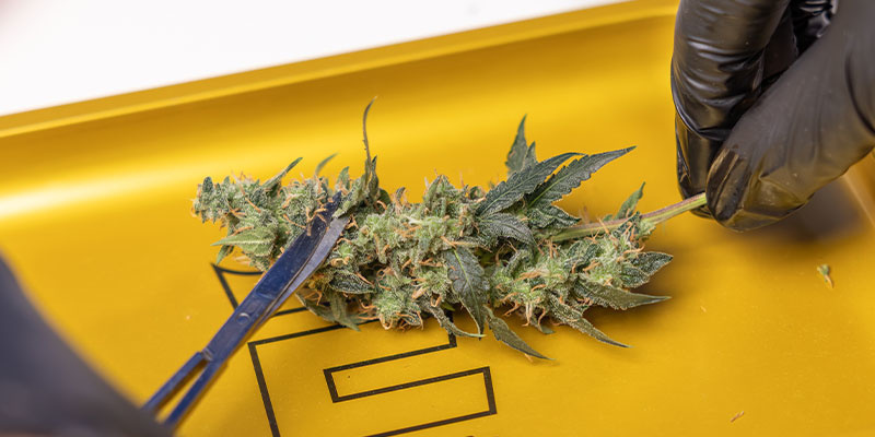 Schritt 2: Buds trimmen