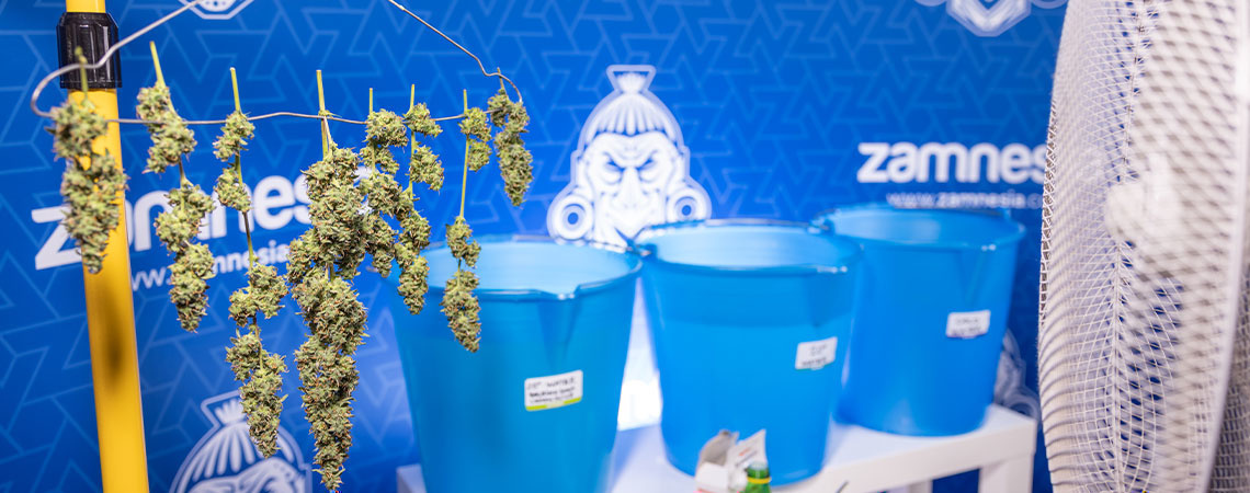 Bud Washing: Warum sollte man Cannabisblüten spülen?