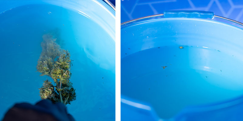 Schritt 6: Letzter Spülgang in Eimer 3