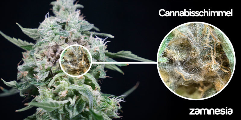 Schimmlige Buds waschen: Schritt-für-Schritt-Anleitung