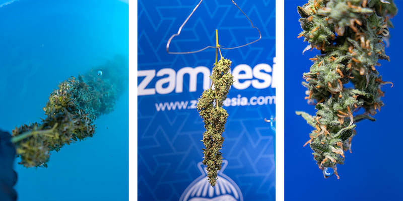 Schritt-für-Schritt: Methode zur Schimmelentfernung