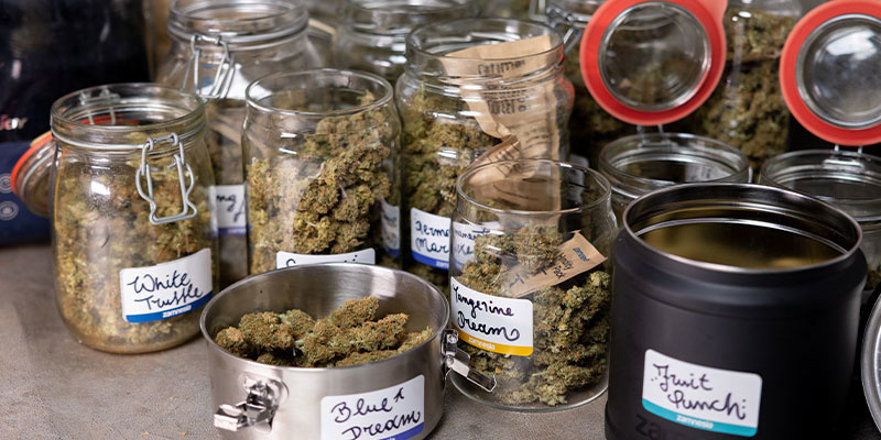 Cannabis-Buds waschen – ja oder nein?