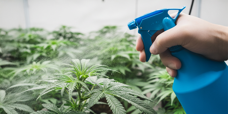 Wie du Thripse an Cannabispflanzen loswirst