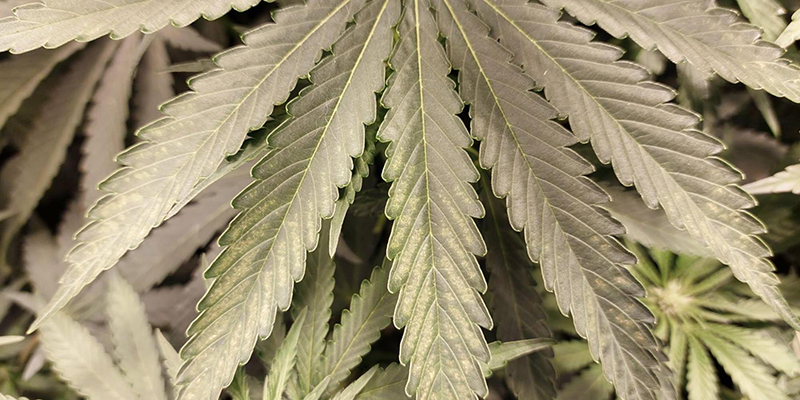 Wie du Thripse an Cannabis vorbeugst