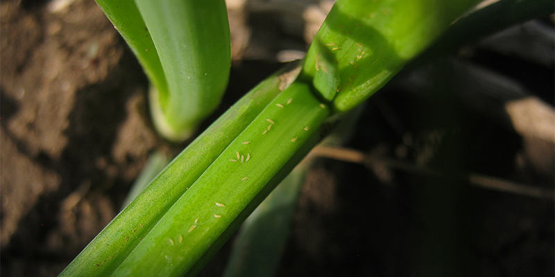 Wie du Thripse an Cannabispflanzen erkennst