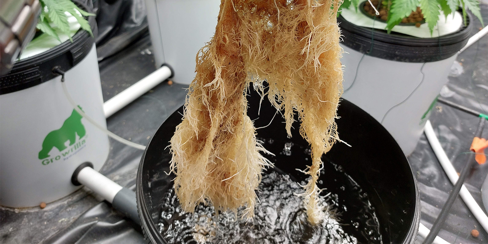 Anleitung: Cannabis-Wurzelfäule erkennen Anleitung: Cannabis-Wurzelfäule erkennen