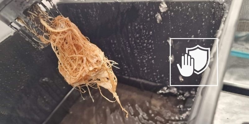 Wurzelfäule in Zukunft vorbeugen Wurzelfäule in Zukunft vorbeugen