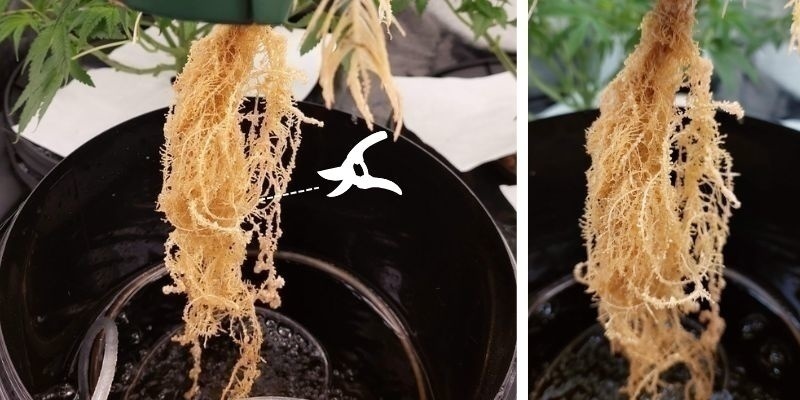 Befallene Wurzeln entfernen Befallene Wurzeln entfernen