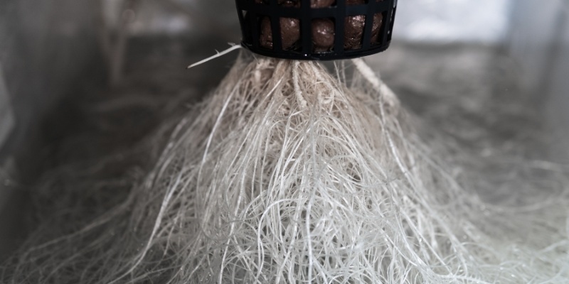 Growen ohne Wurzelfäule Growen ohne Wurzelfäule