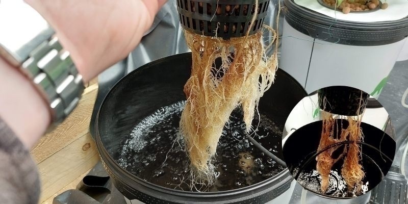 Wurzelfäule in Hydrokultur Wurzelfäule in Hydrokultur