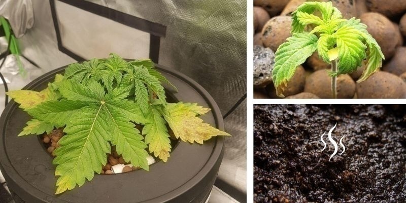 Wurzelfäule in Erde Wurzelfäule in Erde