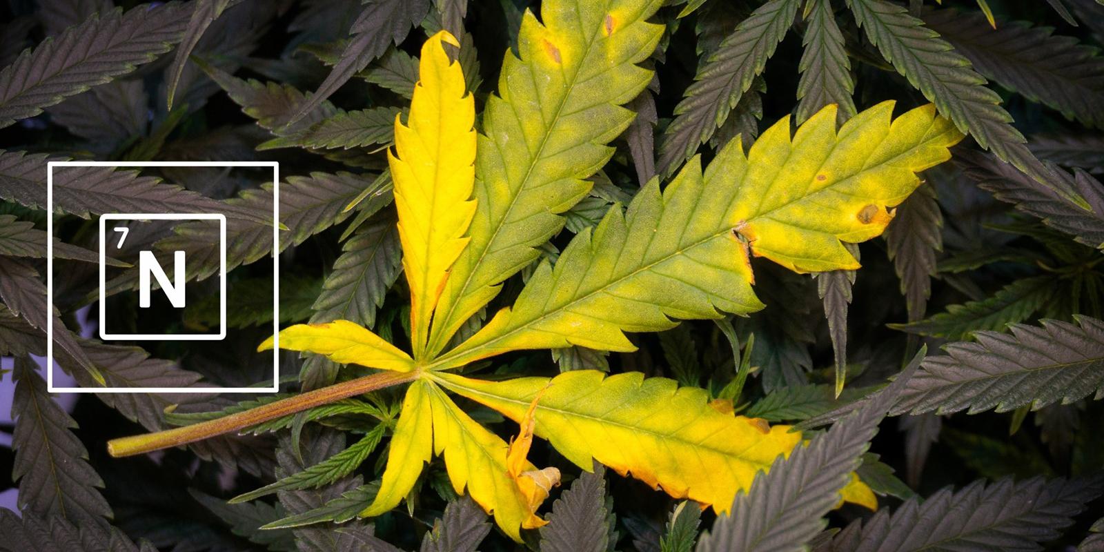 Was ist Stickstoff und warum ist er so wichtig?