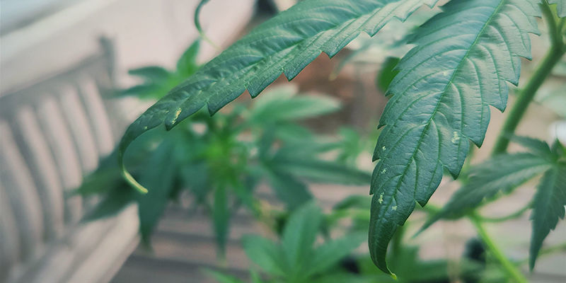 Wie Man Stickstofftoxizität Erkennt Wie man Stickstofftoxizität erkennt