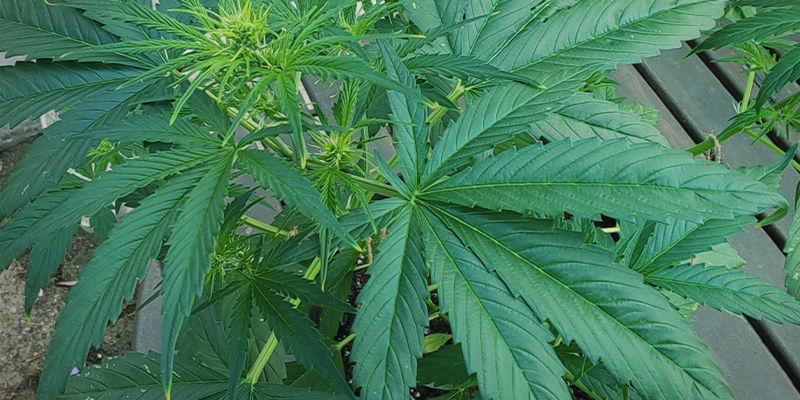 So sieht Stickstofftoxizität bei Cannabispflanzen aus