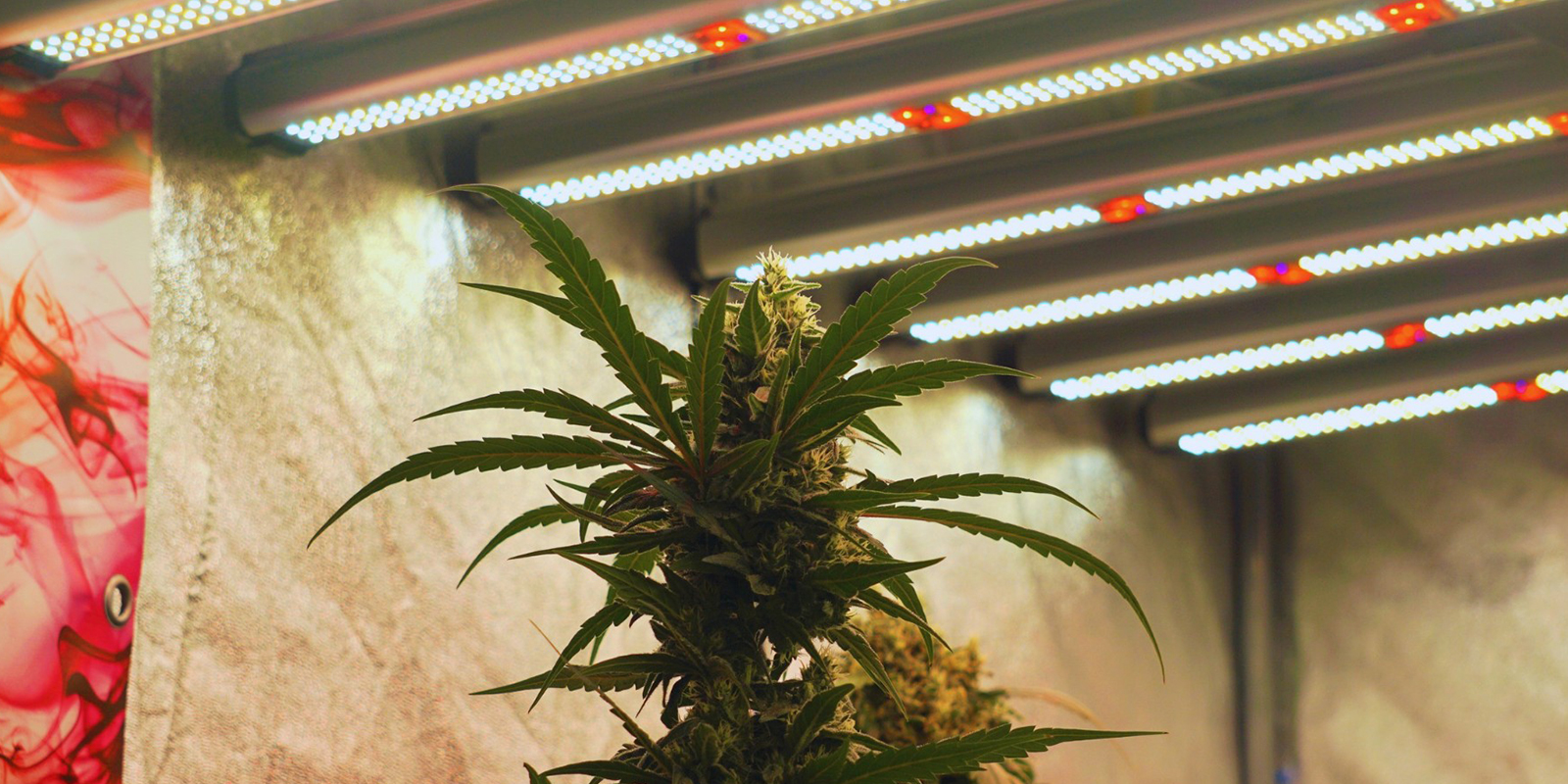 Licht Feinabstimmen, Ernte Einfahren