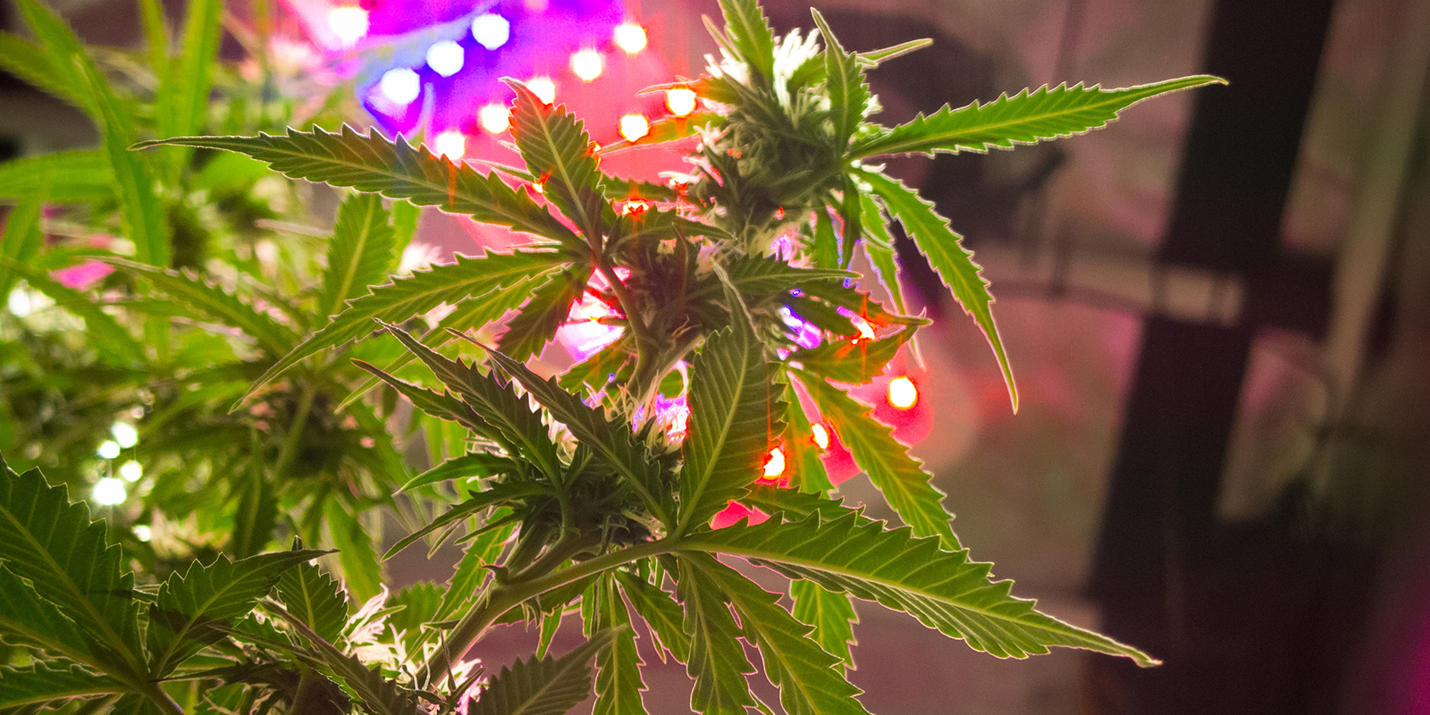 Lichtintensit&auml;t Im Verh&auml;ltnis Zum Lichtplan