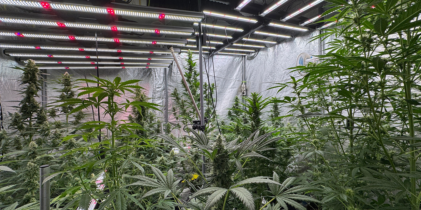 Ungew&ouml;hnliche Zyklen: 6/6, 6/2, 36 Stunden Licht