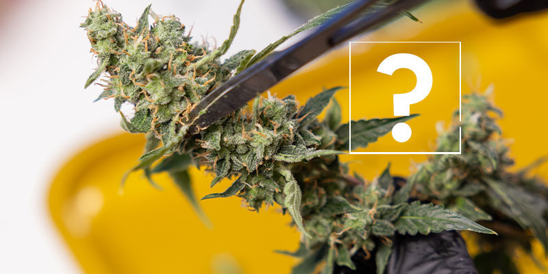 Kann ich betroffene Pflanzen oder Blüten noch verwenden? Kann ich betroffene Pflanzen oder Blüten noch verwenden?