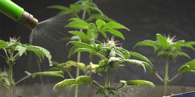 Blattdünger für schnelle Aufnahme Blattdünger für schnelle Aufnahme