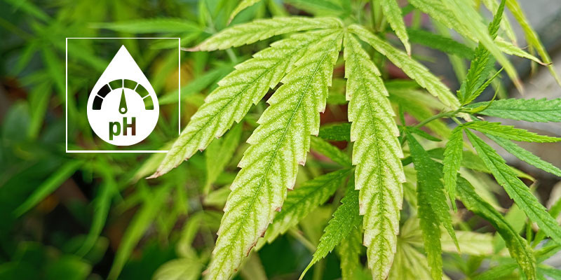 So stellst du fest, ob es sich um einen Cannabis-Magnesiummangel handelt So stellst du fest, ob es sich um einen Cannabis-Magnesiummangel handelt