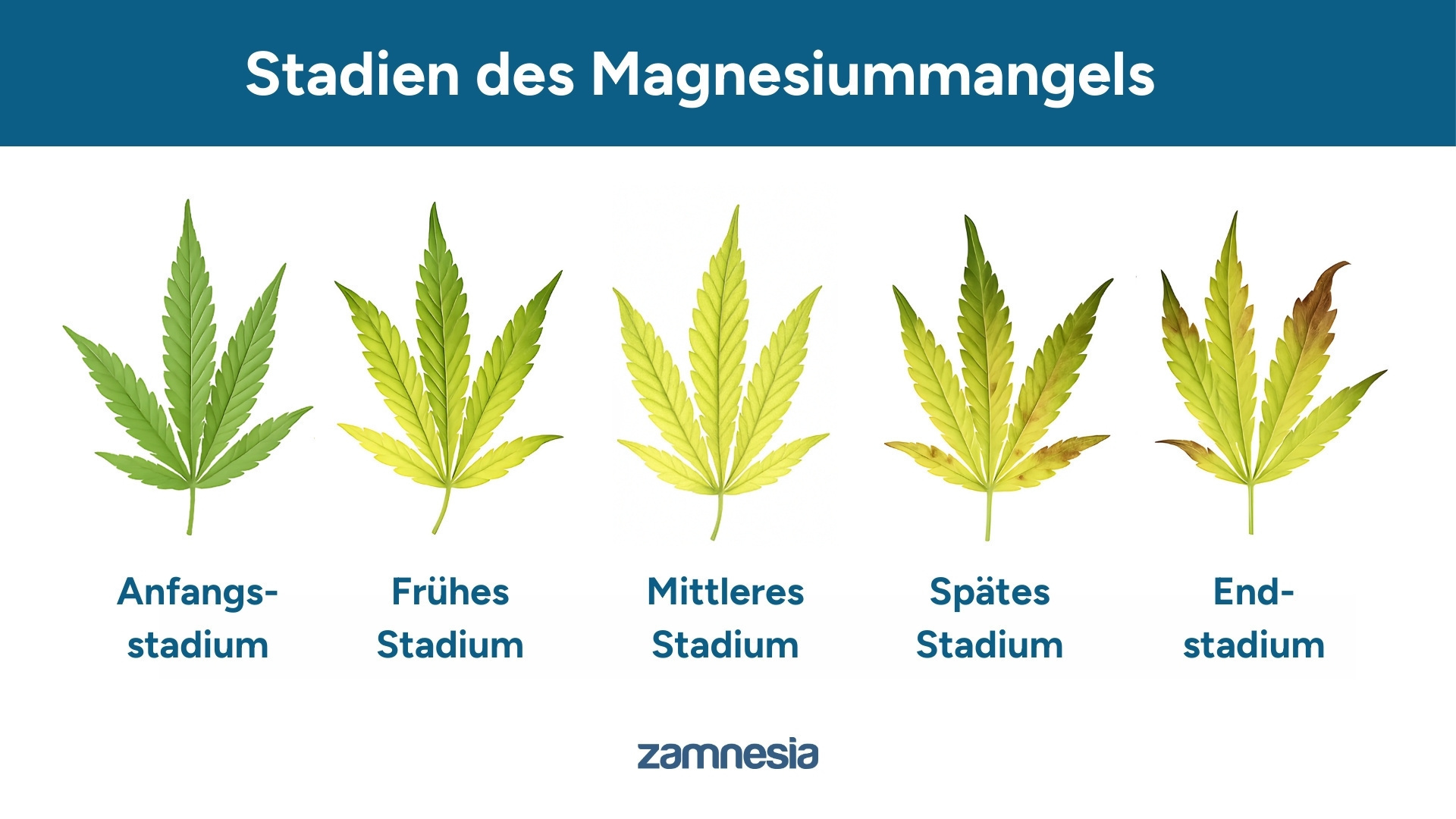 Verlauf eines Magnesiummangels