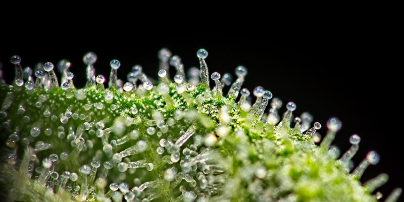 Frühe Ernte: Was passiert, wenn man zu früh erntet? Frühe Ernte: Was passiert, wenn man zu früh erntet?