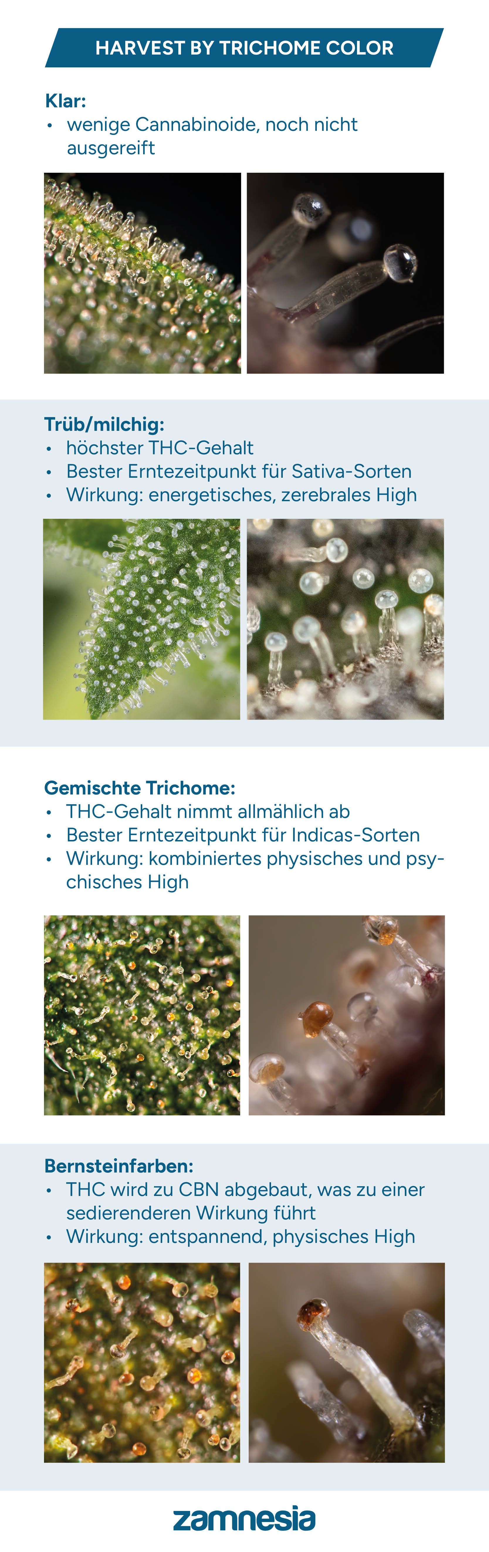 Trichom-Erntetabelle Trichom-Erntetabelle