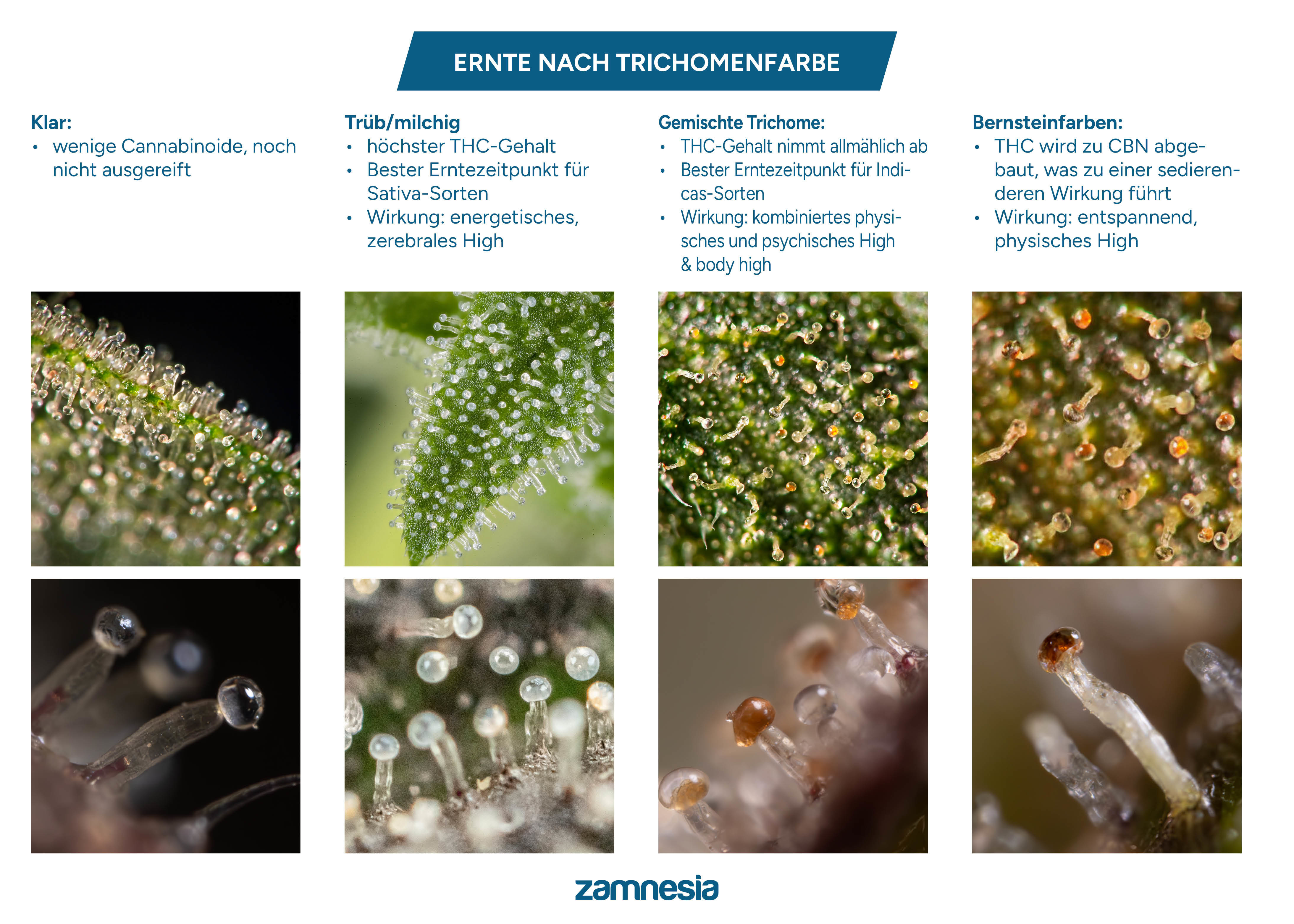 Trichom-Erntetabelle Trichom-Erntetabelle