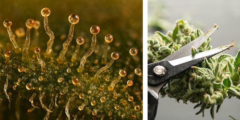 Späte Ernte: Was passiert, wenn man zu lange wartet? Späte Ernte: Was passiert, wenn man zu lange wartet?