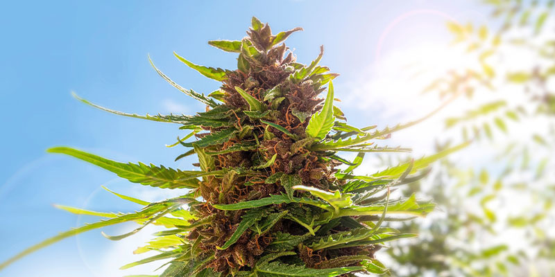 Was ist die beste Tageszeit, um Cannabis zu ernten? Was ist die beste Tageszeit, um Cannabis zu ernten?