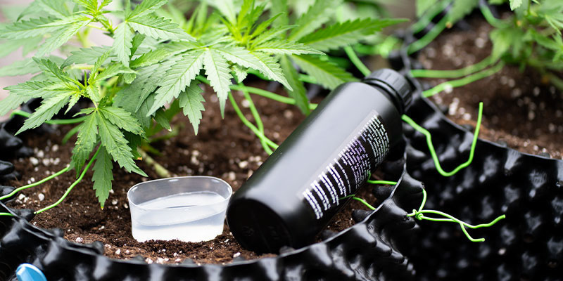 Cannabis-Phosphormangel beheben