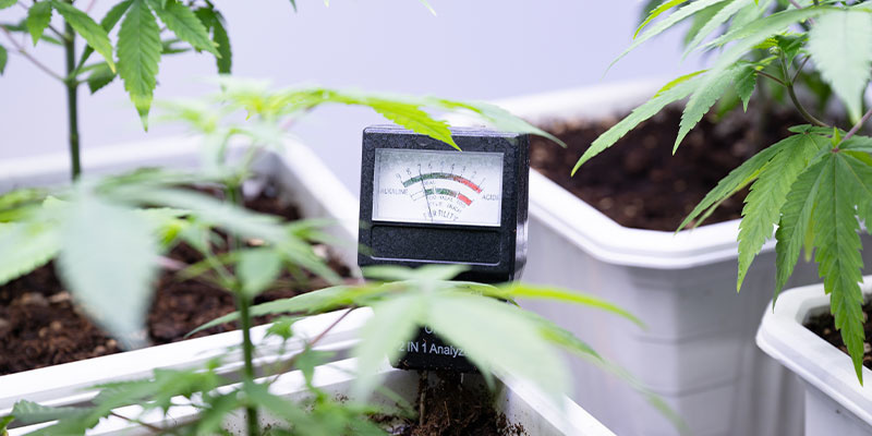 Phosphor: Ein lebenswichtiger Makronährstoff