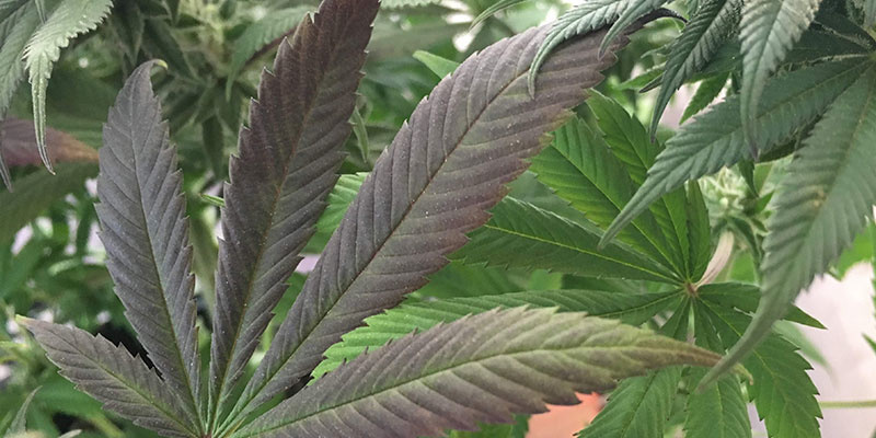 Anzeichen für Phosphormangel bei Cannabis